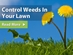 Scotts -- Grass Seed, Lawn Care, Plant Food, Soils, Mulches - 